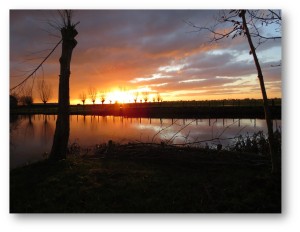 Remko Boorgaard_knotwilgen