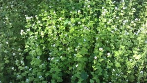 Elizabeth Hartog_fluitekruid