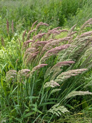 Elizabeth Hartog_grashalmen