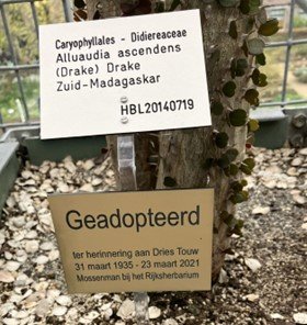 Ria Snoek_geadopteerde boom