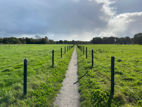 Derkie Dingemanse_Pieterpad2_pad