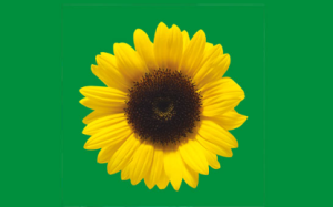 Blog_Ria_Snoek_zonnebloem