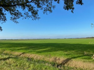 Derkie Dingemanse_boom