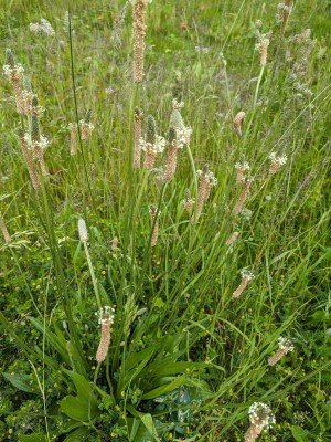 Elizabeth Hartog_dauwparels