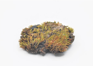 Ria Snoek_braamknikmos